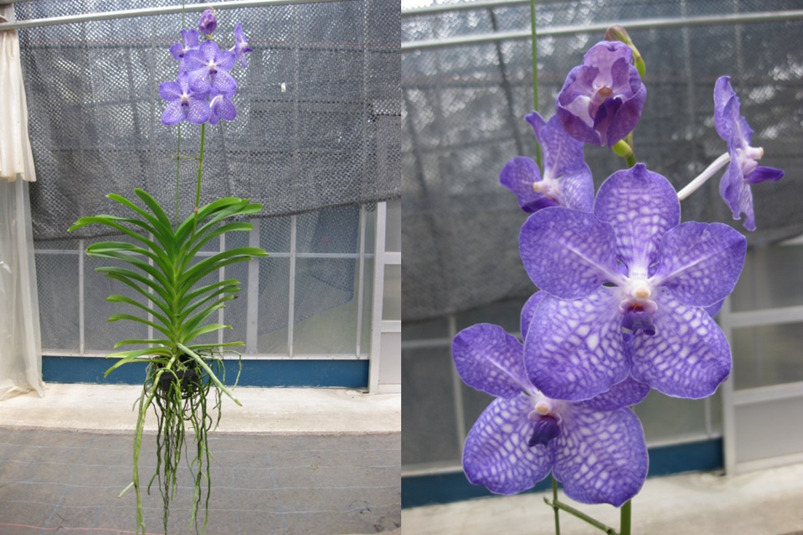 超人気 洋蘭 バンダ V. coerulea'Alba'39-21◇洋ラン 洋らん 花 苗 Vanda - ラン - hlt.no